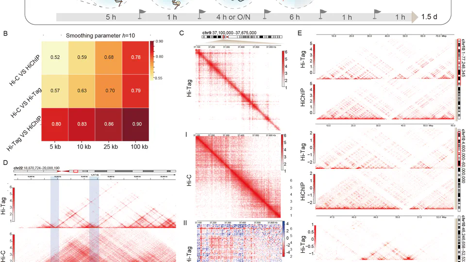 Hi-Tag: a simple and efficient method for identifying protein-mediated long-range chromatin interactions with low cell numbers