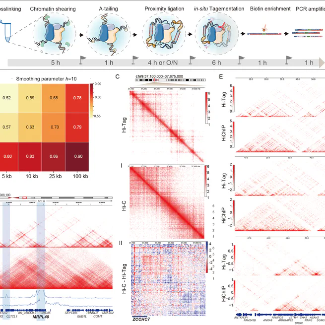 Hi-Tag: a simple and efficient method for identifying protein-mediated long-range chromatin interactions with low cell numbers