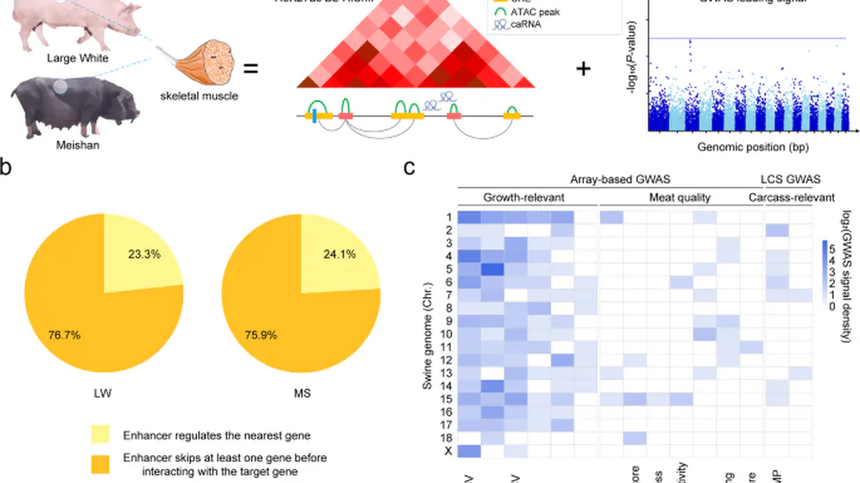 Enhancer-promoter interaction maps provide insights into skeletal muscle-related traits in pig genome