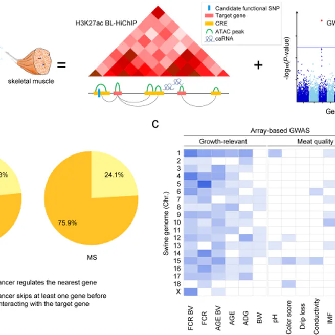 Enhancer-promoter interaction maps provide insights into skeletal muscle-related traits in pig genome