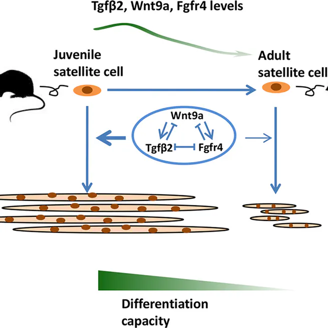 Synergistic effects of TGFβ2, WNT9a, and FGFR4 signals attenuate satellite cell differentiation during skeletal muscle development