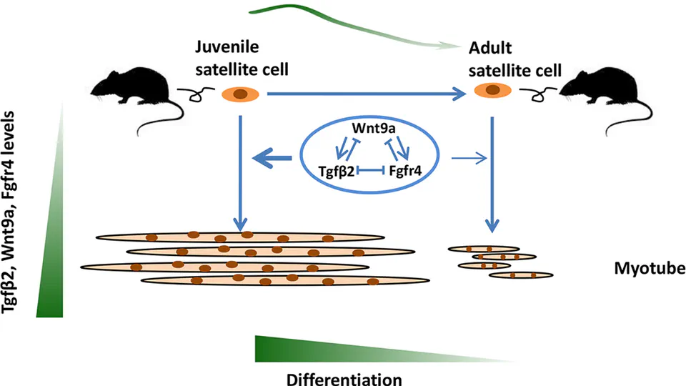 Synergistic effects of TGFβ2, WNT9a, and FGFR4 signals attenuate satellite cell differentiation during skeletal muscle development